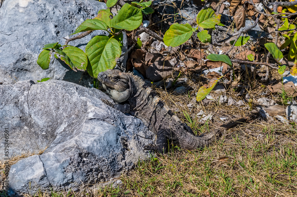 A view of an iguana amongst ruins at the Mayan settlement of Tulum, Mexico on a sunny day A view of an iguana amongst ruins at the Mayan settlement of Tulum, Mexico on a sunny day