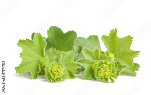 Lady's Mantle plant with flowers