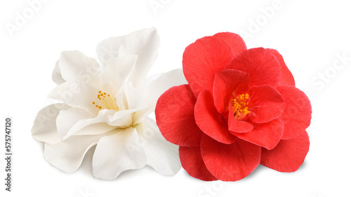 White and red  Camellia Flowers