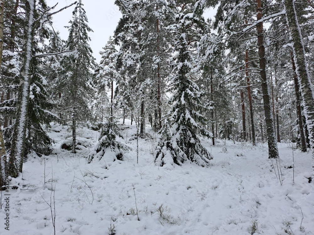 Fototapeta premium snow covered trees