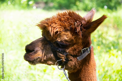 Close up of the head of a brown alpaca with an harness on summer