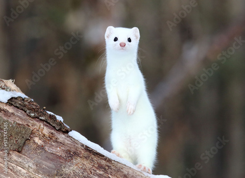 Short- tailed Weasel on a Log photo