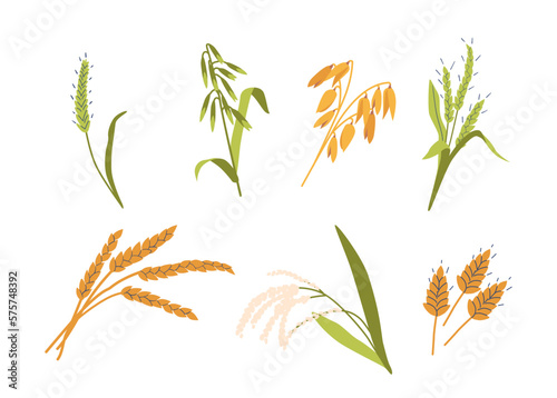 Set of Cereal Crops, Various Types Of Plants, Wheat, Barley, Oats, Rye And Rice Stalks with Grains. Design Elements