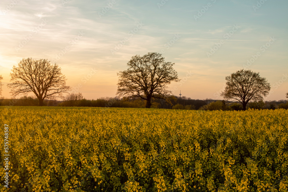 Obraz premium Sonnenuntergang