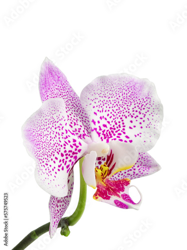 Fototapeta Naklejka Na Ścianę i Meble -  white phalaenopsis orchid flowers on a stem, isolated on a white background