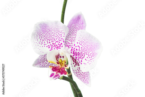 white phalaenopsis orchid flowers on a stem  isolated on a white background