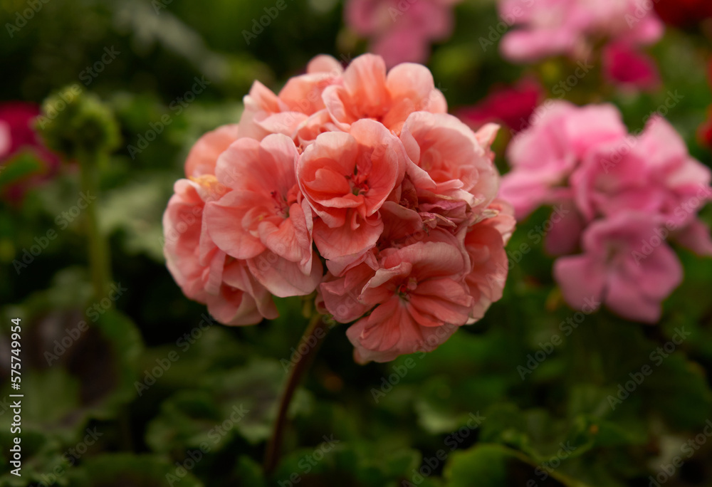 pink carnation flower