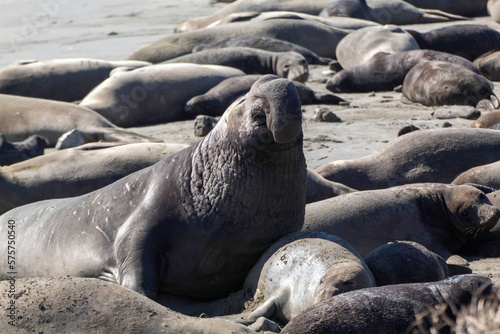 The Elephant Seals return to Año Nuevo State Beach.