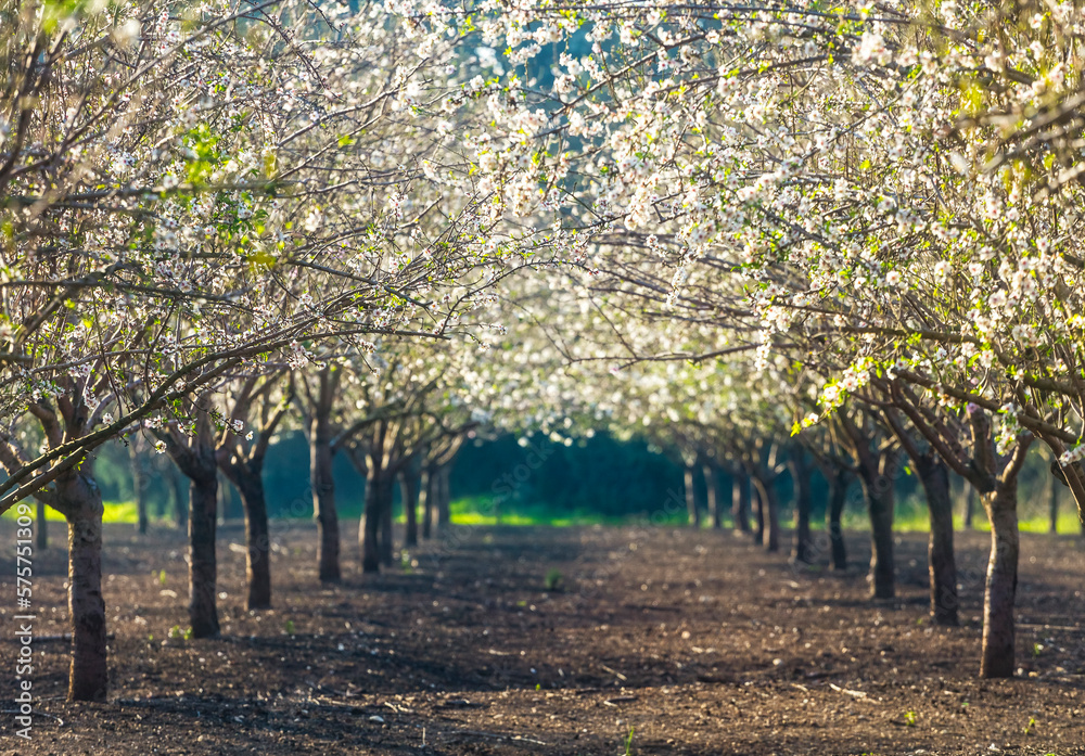 Beautiful almond garden, rows of blooming almond trees orchard in a kibbutz in Northern Israel, Galilee in february, Tu Bishvat Jewish holiday
