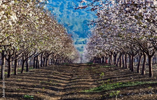 Beautiful almond garden, rows of blooming almond trees orchard in a kibbutz in Northern Israel, Galilee in february, Tu Bishvat Jewish holiday