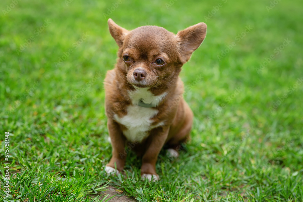 Brown chihuahua dog lying in green grass Brown chihuahua dog lying in green grass