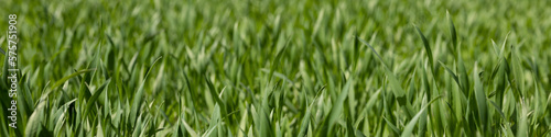 4x1 banner for social networks and websites. Green grass of a football field close-up