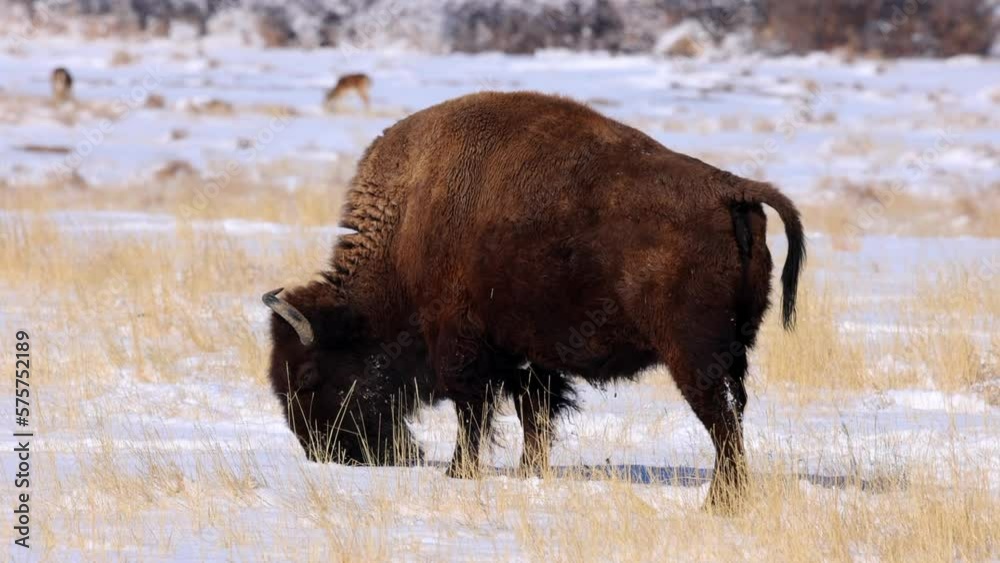 Plains Bison Touching Nose In Snowy Land Amidst Dry Grass - Commerce City, Colorado Plains Bison Touching Nose In Snowy Land Amidst Dry Grass - Commerce City, Colorado