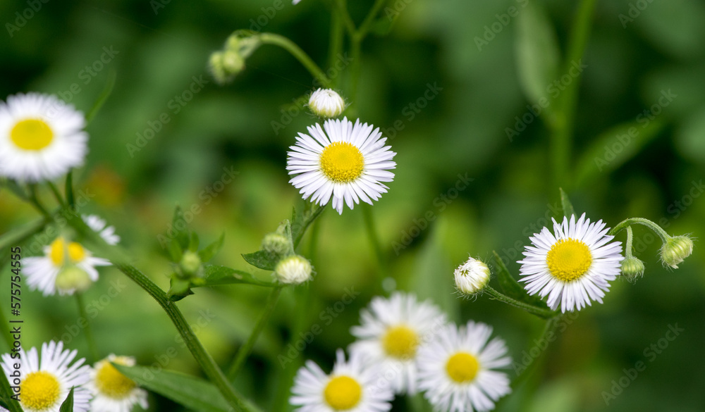 daisies in the grass