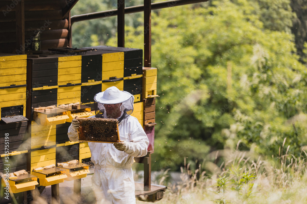 Male beekeeper in full protective gear working in an apiary, checking the beehive while a bee swarm flying around him Male beekeeper in full protective gear working in an apiary, checking the beehive while a bee swarm flying around him