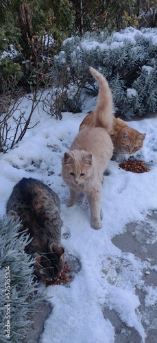 Cats playing in snow