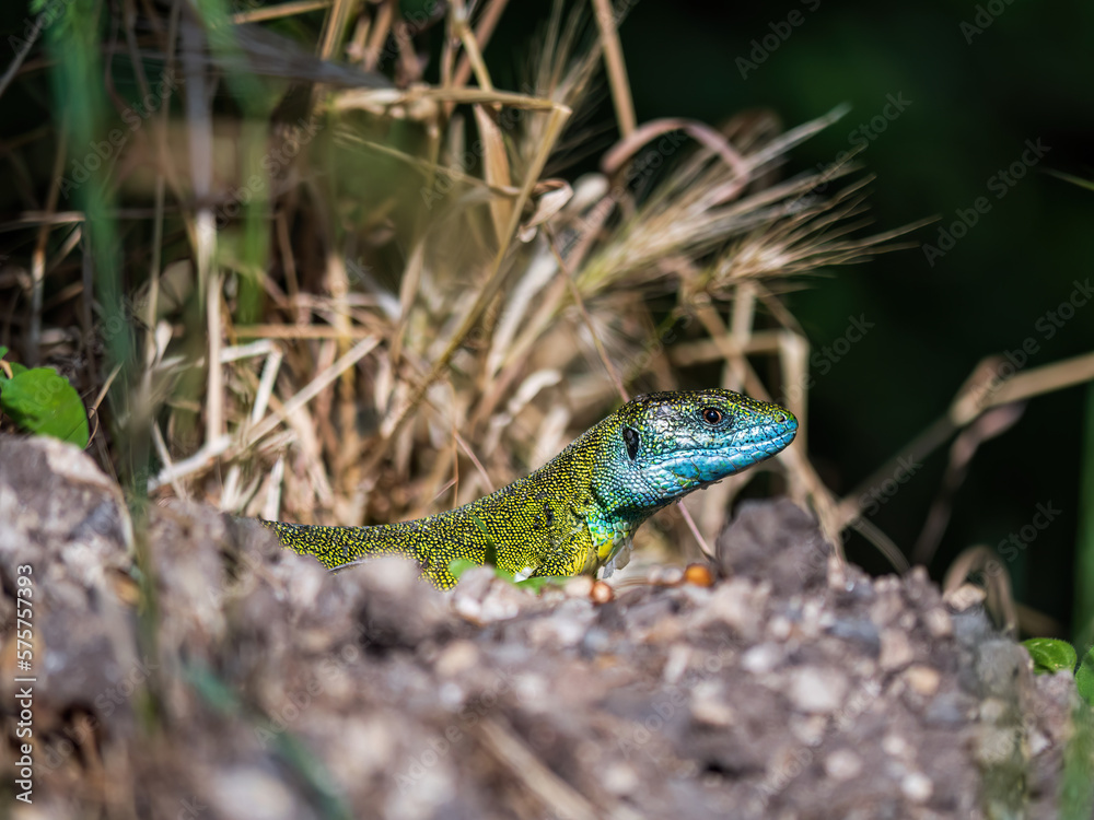 Fototapeta premium European green lizard from the side