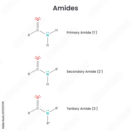 Amides Biochemistry Functional Group science vector infographic