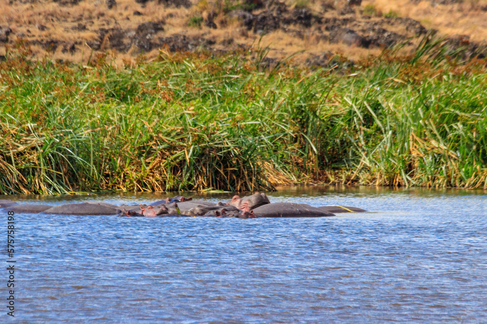 Group of hippos (Hippopotamus amphibius) in a lake in Ngorongoro Crater national park, Tanzania Group of hippos (Hippopotamus amphibius) in a lake in Ngorongoro Crater national park, Tanzania