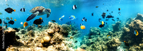 coral reef and sea life banner