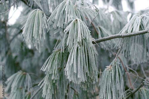 Branch of Himalayan pine with rime frost