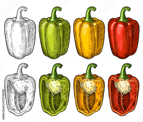 Whole and half red, green, yellow sweet bell peppers. Vintage engraving