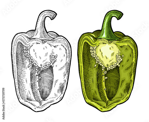 Half green sweet bell peppes. Vintage engraving vector illustration.