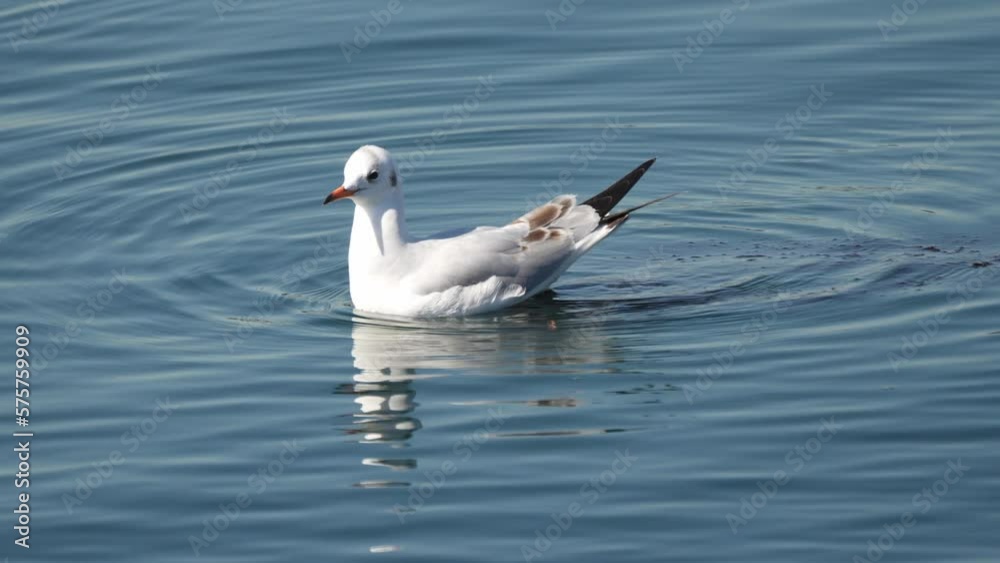 black headed gull in a sea black headed gull in a sea