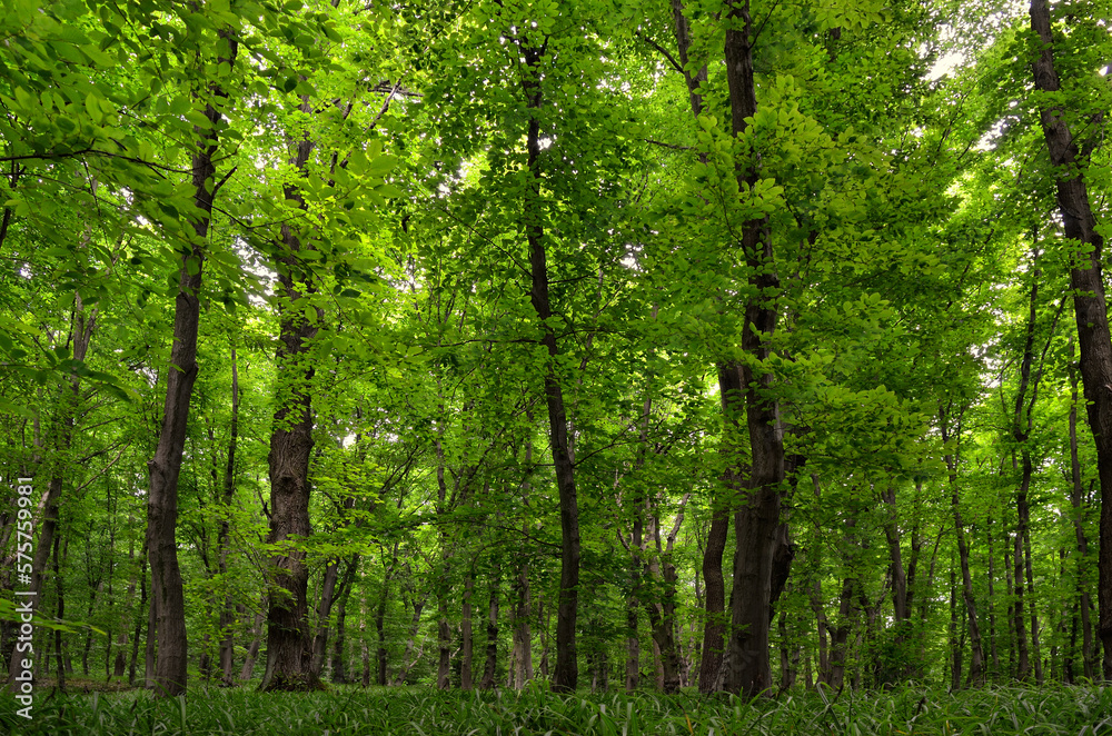 Panorama of young green forest. Slender trees, lush woodland vegetation Panorama of young green forest. Slender trees, lush woodland vegetation