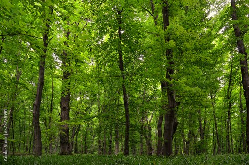 Fototapeta Naklejka Na Ścianę i Meble -  Panorama of young green forest. Slender trees, lush woodland vegetation
