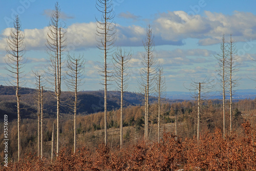 forest dieback due to climate change in teutoburg forest near silver river photo