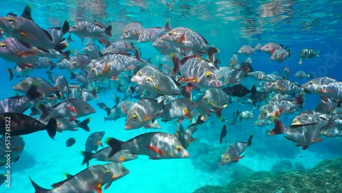 Shoal of fish humpback red snapper, Lutjanus gibbus, underwater in the Pacific ocean, Rangiroa, French Polynesia