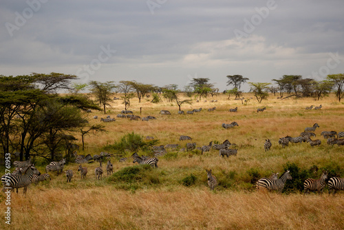Serenget safari scene 