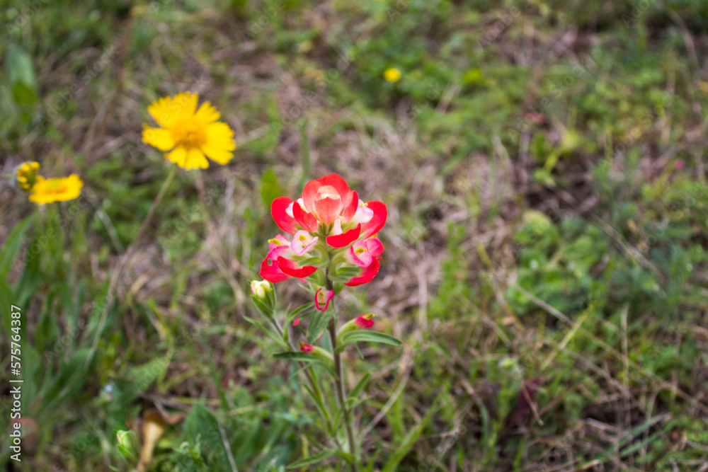 Indian paintbrush and sunflower Indian paintbrush and sunflower