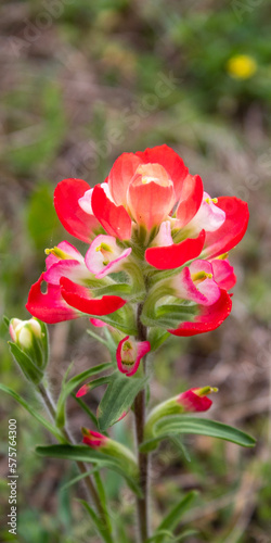 Indian paintbrush flower close-up