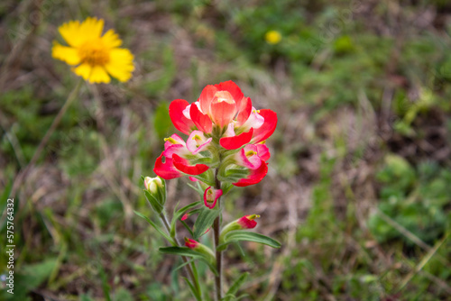 Indian paintbrush close-up