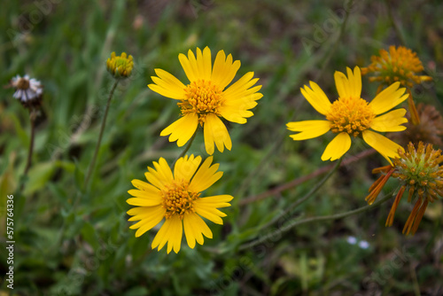 Sunflower in the grass