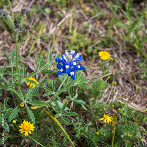 Bluebonnet