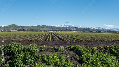 Symetric rows of strawberries planted in agriculture fields with snow covered moutains in distant hills above Ventura © motionshooter