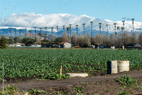 Symetric rows of kale planted in agriculture fields with snow covered moutains in distant hills above Ventura © motionshooter
