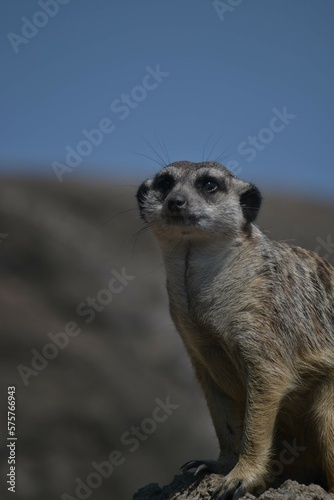 meerkat posing sitting on top