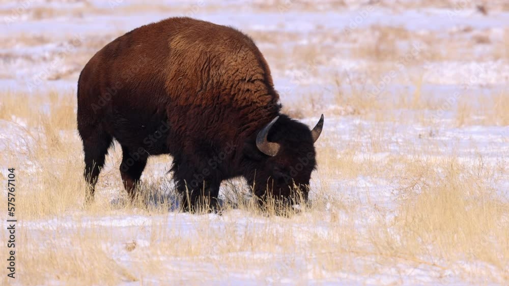 Slow Motion Lockdown Shot Of Horned Plains Bison Grazing On Snowy Land - Commerce City, Colorado Slow Motion Lockdown Shot Of Horned Plains Bison Grazing On Snowy Land - Commerce City, Colorado