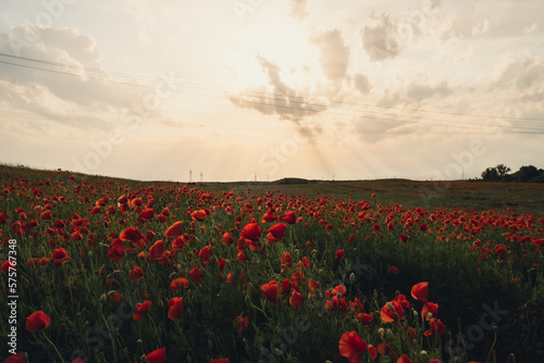 Red poppy flowers in a wild field. Vivid Poppies meadow in spring. Beautiful summer day. Beautiful red poppy flowers on green fleecy stems grow in the field. Scarlet poppy flowers in the sunset light