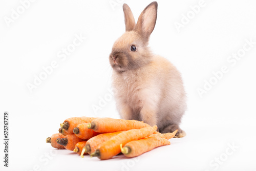 Cute little rabbit sitting on white floor against plain background with multiple orange carrots