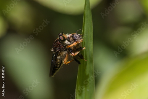 Promachus robber fly preying a bee  © Fernando
