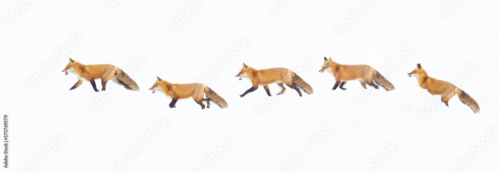 fox in Canadian winter on white background fox in Canadian winter on white background
