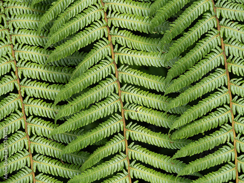 Tree fern (Dicksonia squarrosa) fronds photo