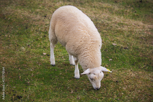 Sheep grazing