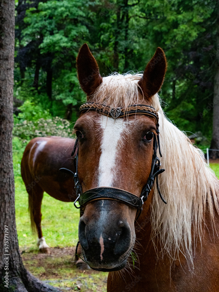 Obraz premium A close-up of a brown horse with a white blaze, adorned with a decorative leather bridle featuring a heart-shaped ornament. Another horse stands in the background amidst lush green forest scenery
