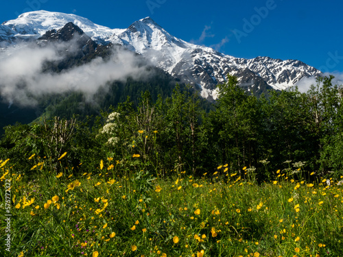 alpine meadow in the mountains © Beata